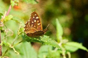 speckled wood butterfly  